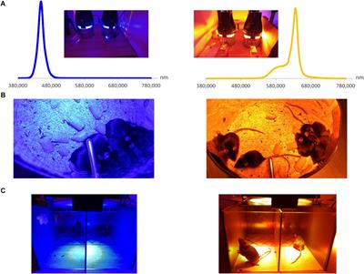 Implication of Melanopsin and Trigeminal Neural Pathways in Blue Light Photosensitivity in vivo